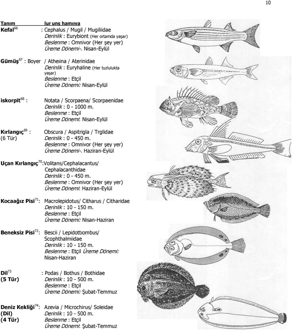 Üreme Dönemi: Nisan-Eylül Kırlangıç 69 : Obscura / Aspitrigla / Trglidae (6 Tür) Derinlik : 0-450 m. Beslenme : Omnivor (Her şey yer) Üreme Dönemi-.