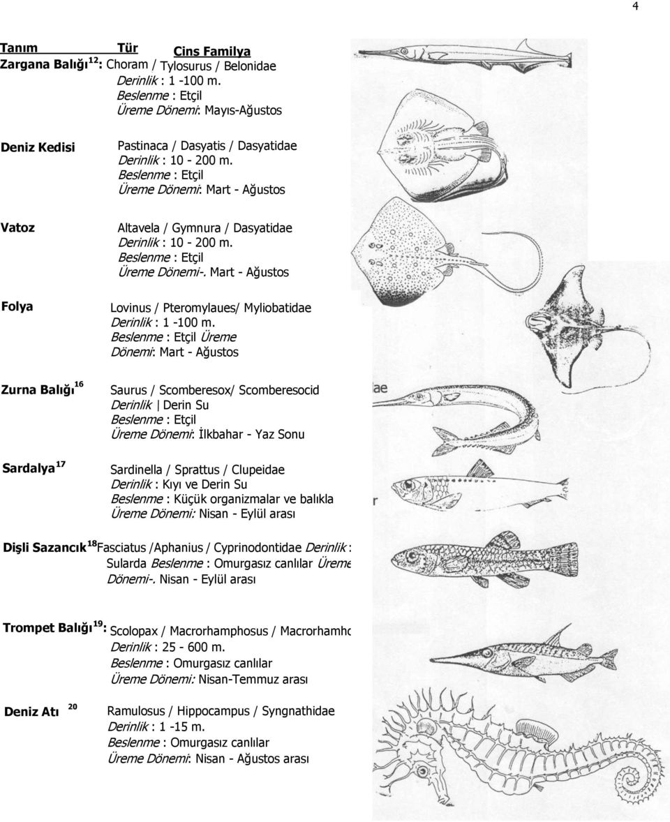 Üreme Dönemi: Mart - Ağustos Zurna Balığı 16 Sardalya 17 Saurus / Scomberesox/ Scomberesocid Derinlik \ Derin Su Üreme Dönemi: İlkbahar - Yaz Sonu Sardinella / Sprattus / Clupeidae Derinlik : Kıyı ve