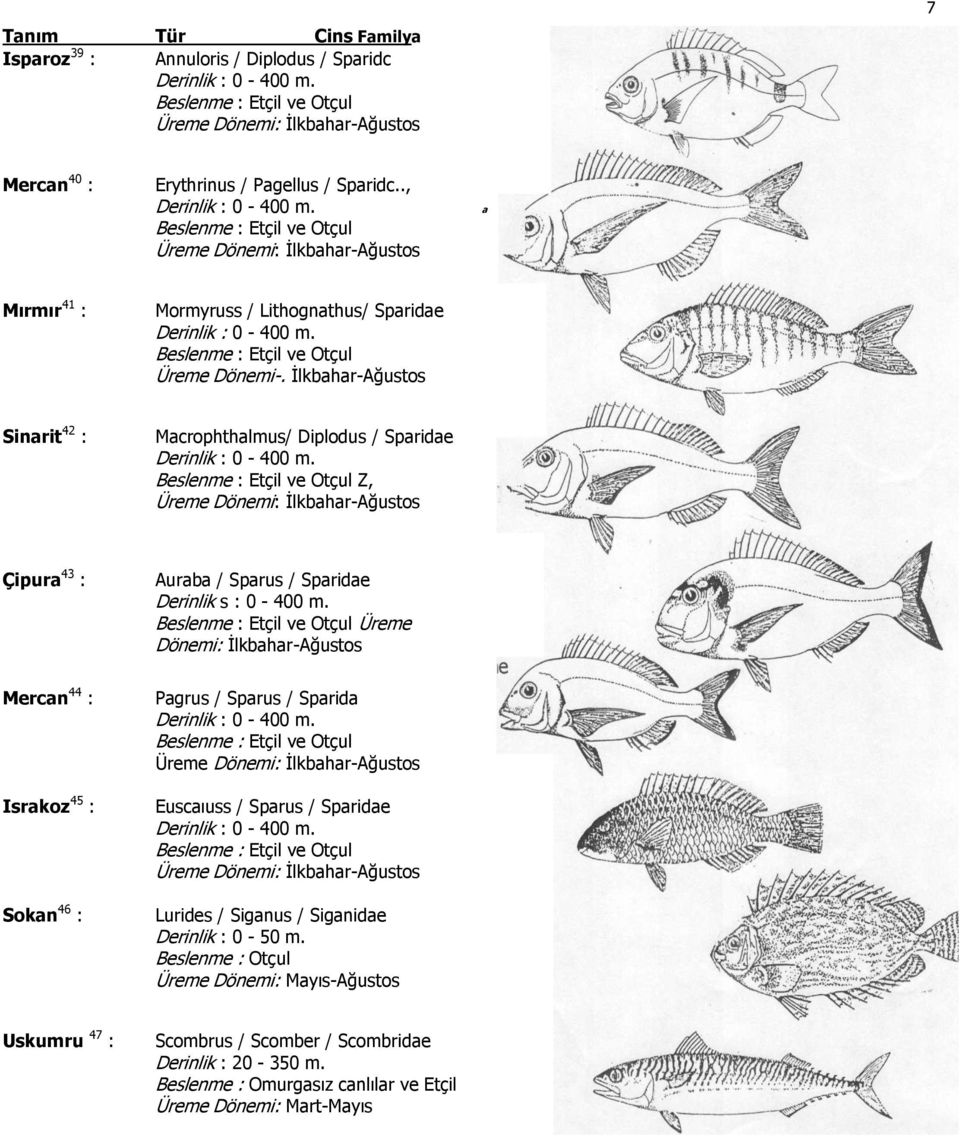 İlkbahar-Ağustos Sinarit 42 : Macrophthalmus/ Diplodus / Sparidae ve Otçul Z, Üreme Dönemi: İlkbahar-Ağustos Çipura 43 : Auraba / Sparus / Sparidae Derinlik s : 0-400 m.