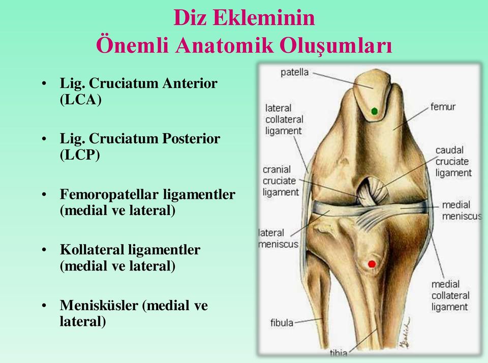 Cruciatum Posterior (LCP) Femoropatellar ligamentler