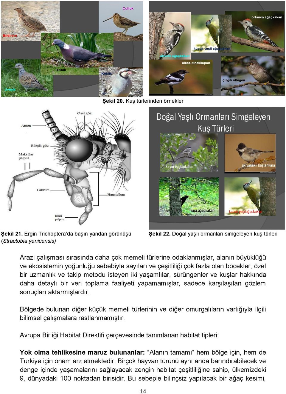 Ergin Trichoptera da başın yandan görünüşü (Stractobia yenicensis) Şekil 22.