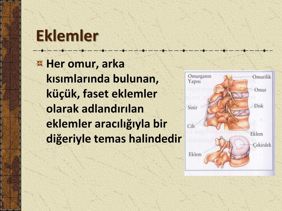 eklemler olarak adlandırılan