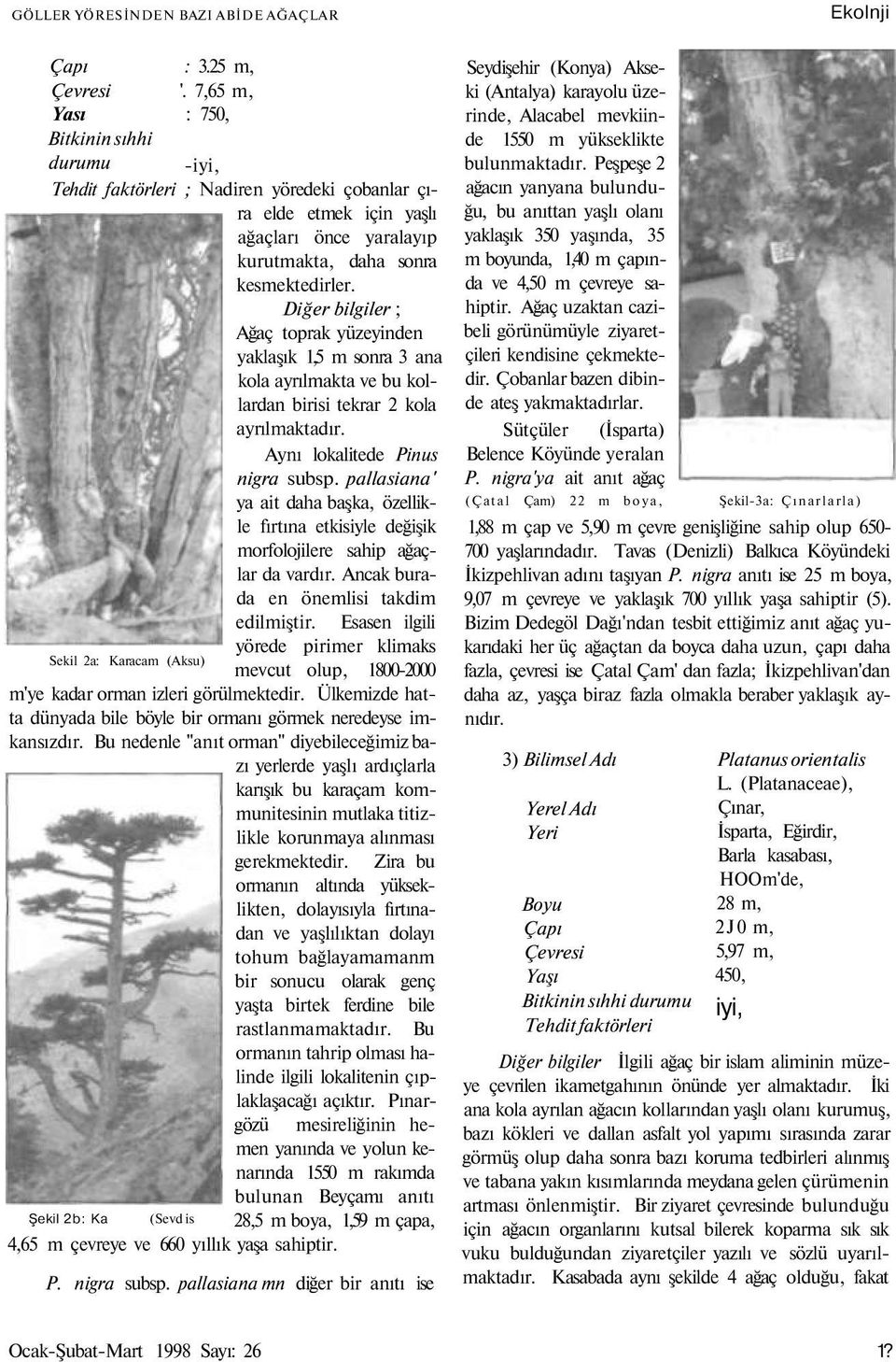 Diğer bilgiler ; Ağaç toprak yüzeyinden yaklaşık 1,5 m sonra 3 ana kola ayrılmakta ve bu kollardan birisi tekrar 2 kola ayrılmaktadır. Aynı lokalitede Pinus nigra subsp.