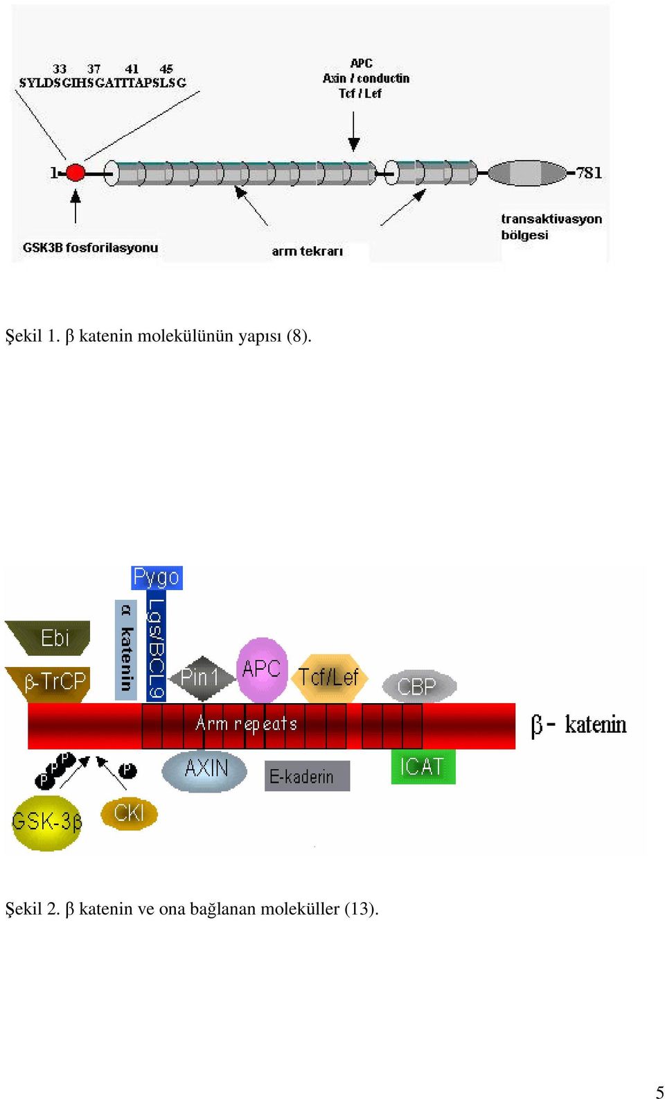 yapısı (8). Şekil 2.