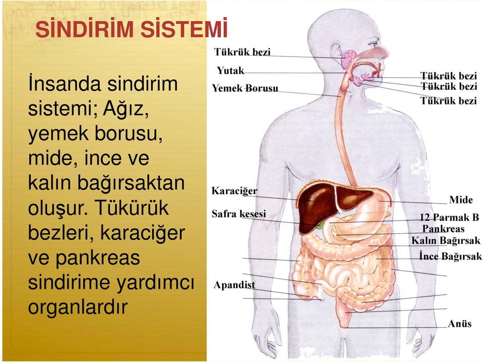 ırsaktan olu ur.