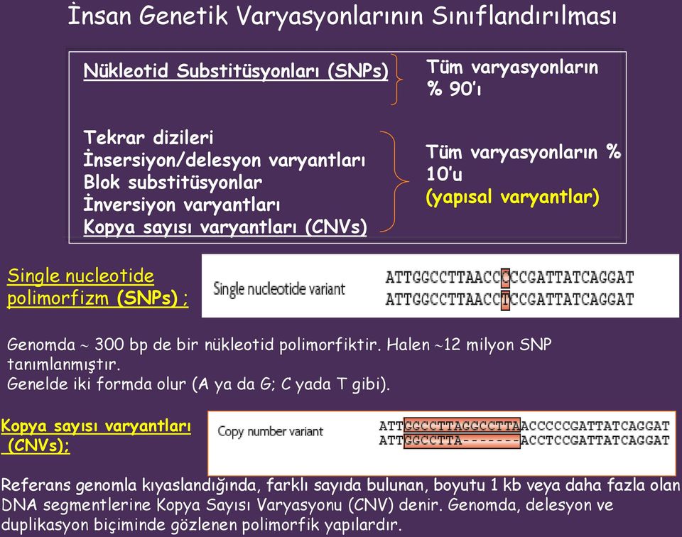 polimorfiktir. Halen 12 milyon SNP tanımlanmıştır. Genelde iki formda olur (A ya da G; C yada T gibi).