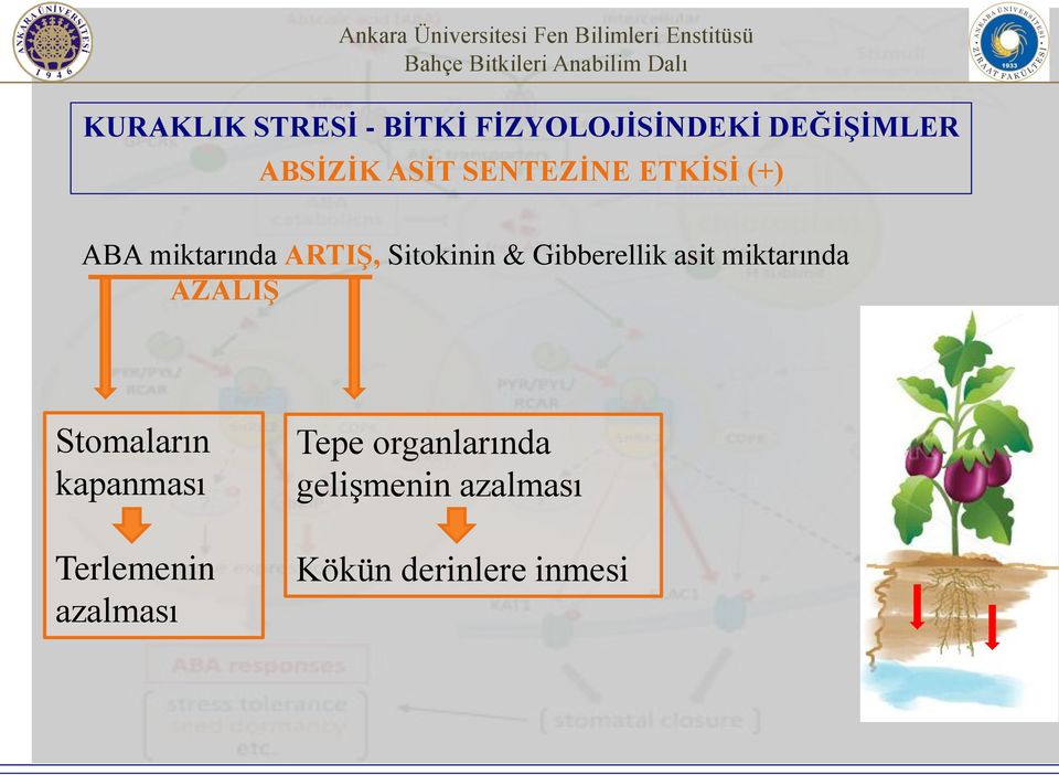 Gibberellik asit miktarında AZALIŞ Stomaların kapanması