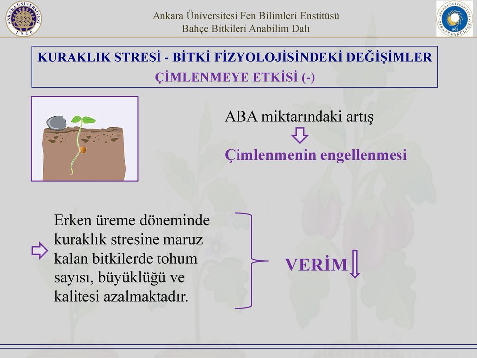 engellenmesi Erken üreme döneminde kuraklık stresine maruz