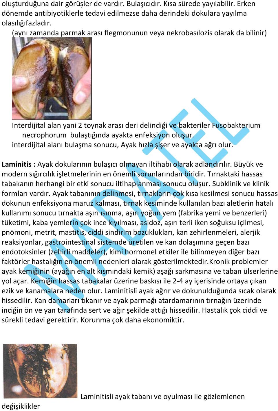 enfeksiyon oluşur. interdijital alanı bulaşma sonucu, Ayak hızla şişer ve ayakta ağrı olur. Laminitis : Ayak dokularının bulaşıcı olmayan iltihabı olarak adlandırılır.