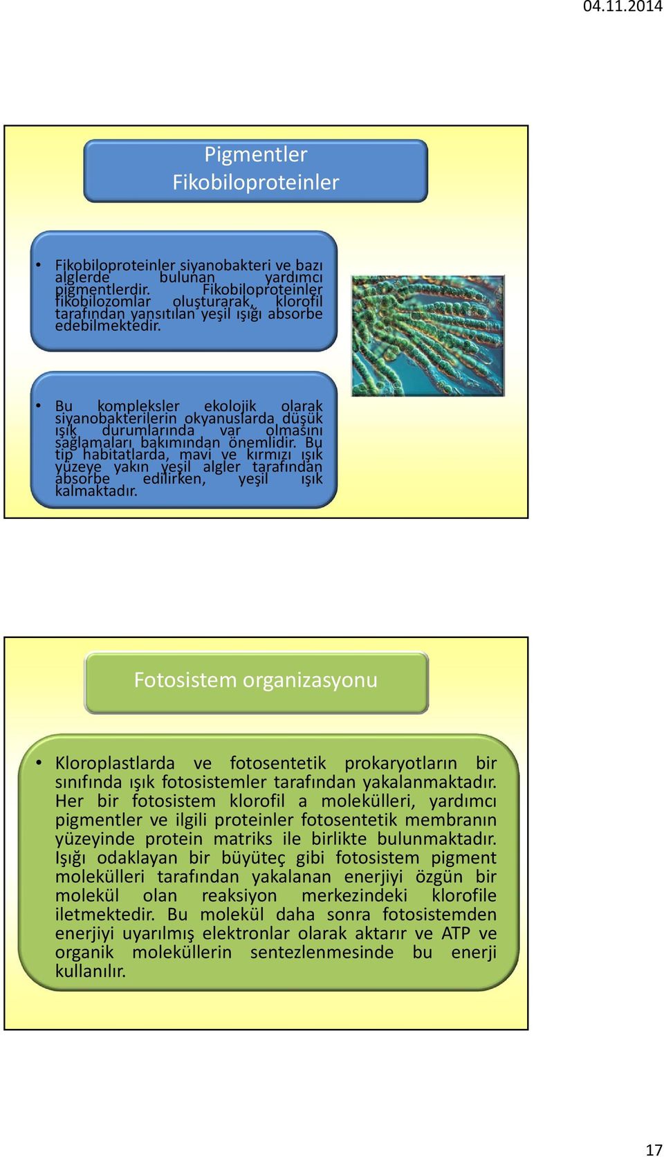 Bu kompleksler ekolojik olarak siyanobakterilerin okyanuslarda düşük ışık durumlarında var olmasını sağlamaları bakımından önemlidir.