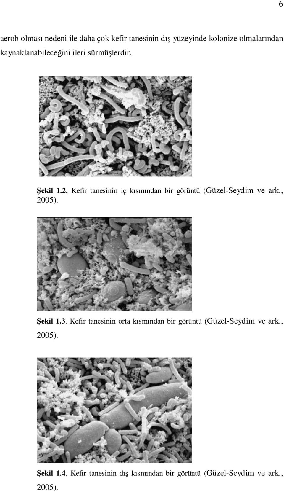 Kefir tanesinin iç kısmından bir görüntü (Güzel-Seydim ve ark., 2005). Şekil 1.3.