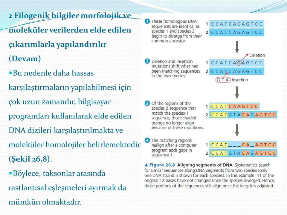 programları kullanılarak elde edilen DNA dizileri karşılaştırılmakta ve moleküler homolojiler