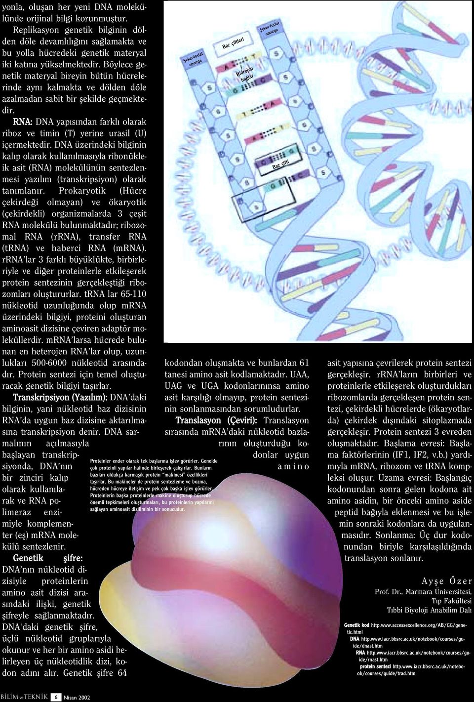 RNA: DNA yap s ndan farkl olarak riboz ve timin (T) yerine urasil (U) içermektedir.