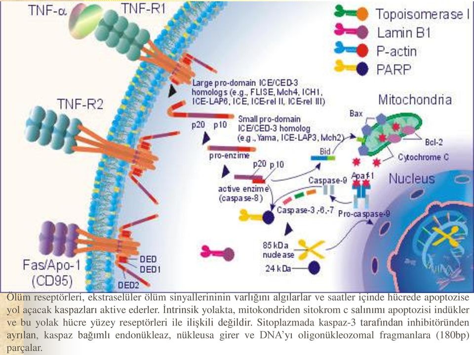 İntrinsik yolakta, mitokondriden sitokrom c salınımı apoptozisi indükler ve bu yolak hücre yüzey reseptörleri
