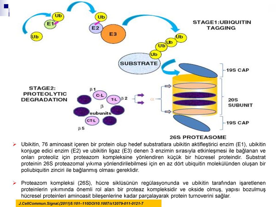 Substrat proteinin 26S proteazomal yıkıma yönlendirilebilmesi için en az dört ubiquitin molekülünden oluşan bir poliubiquitin zinciri ile bağlanmış olması gereklidir.
