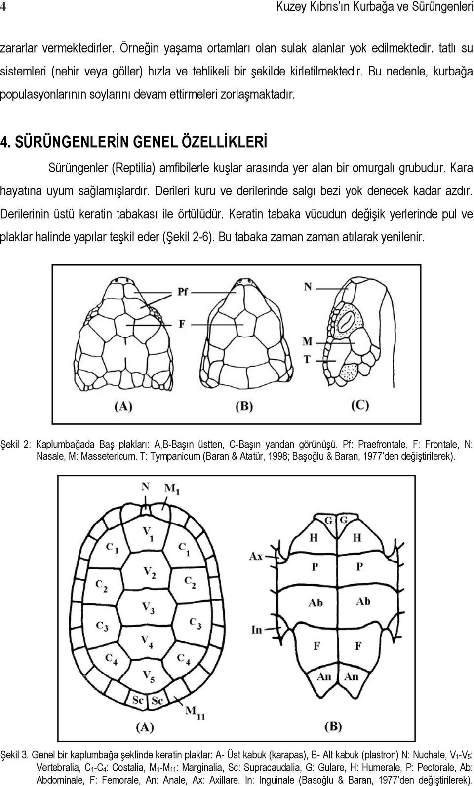 SÜRÜNGENLERİN GENEL ÖZELLİKLERİ Sürüngenler (Reptilia) amfibilerle kuşlar arasında yer alan bir omurgalı grubudur. Kara hayatına uyum sağlamışlardır.