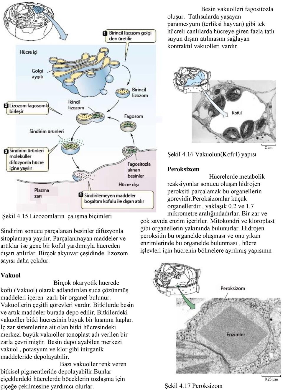 16 Vakuolun(Koful) yapısı Şekil 4.15 Lizozomların çalışma biçimleri Sindirim sonucu parçalanan besinler difüzyonla sitoplamaya yayılır.