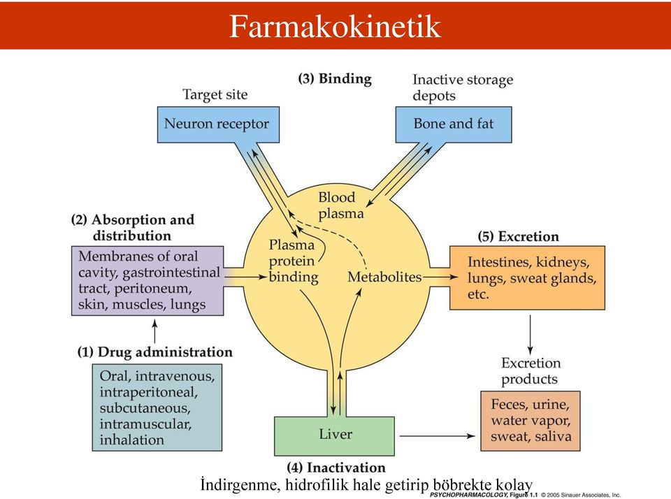 hidrofilik hale