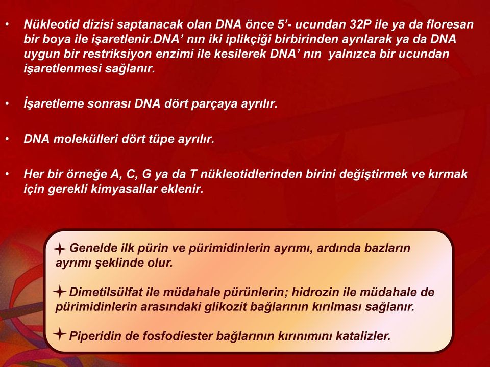 İşaretleme sonrası DNA dört parçaya ayrılır. DNA molekülleri dört tüpe ayrılır.