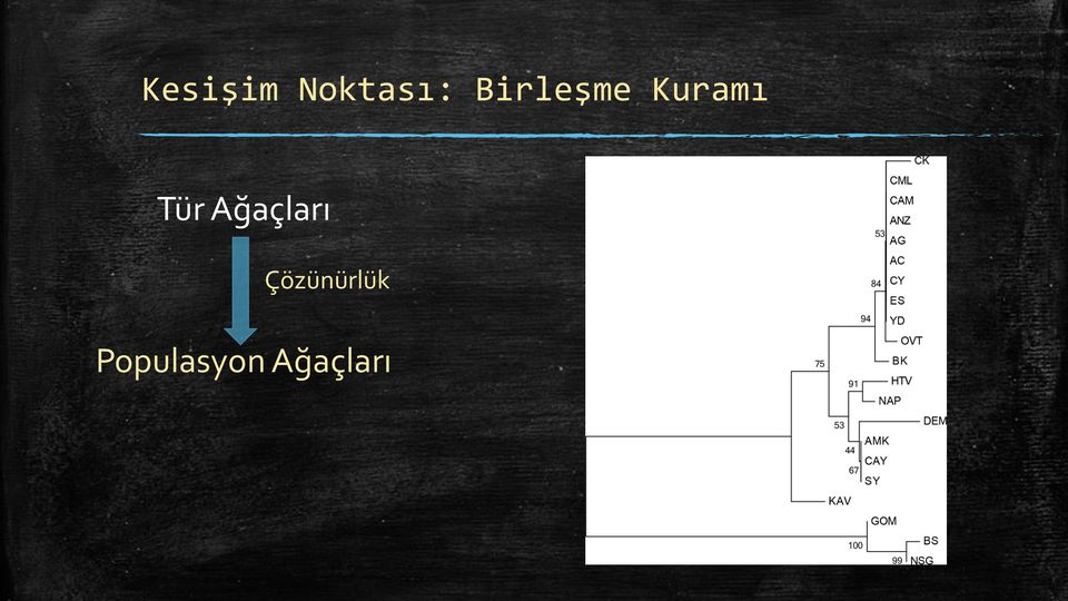 Tür Ağaçları