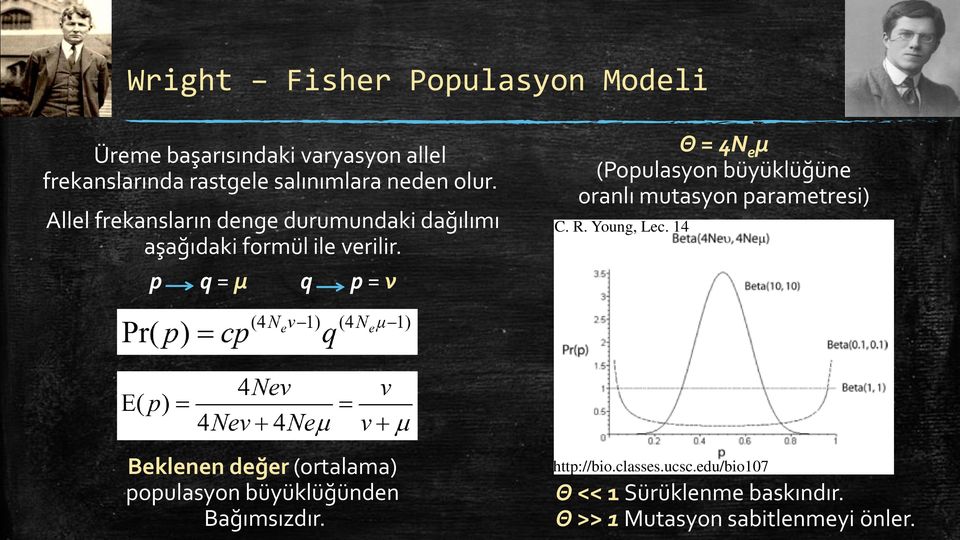 p q = μ q p = ν Θ = 4N e μ (Populasyon büyüklüğüne oranlı mutasyon parametresi) C. R. Young, Lec.