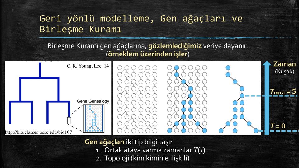 Young, Lec. 14 Zaman (Kuşak) Tmrca = 5 http://bio.classes.ucsc.