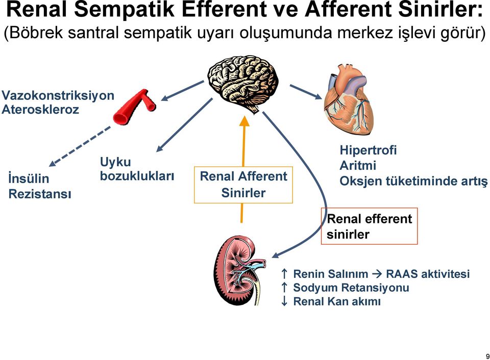 Uyku bozukluklar Renal Afferent Sinirler Hipertrofi Aritmi Oksjen tüketiminde art