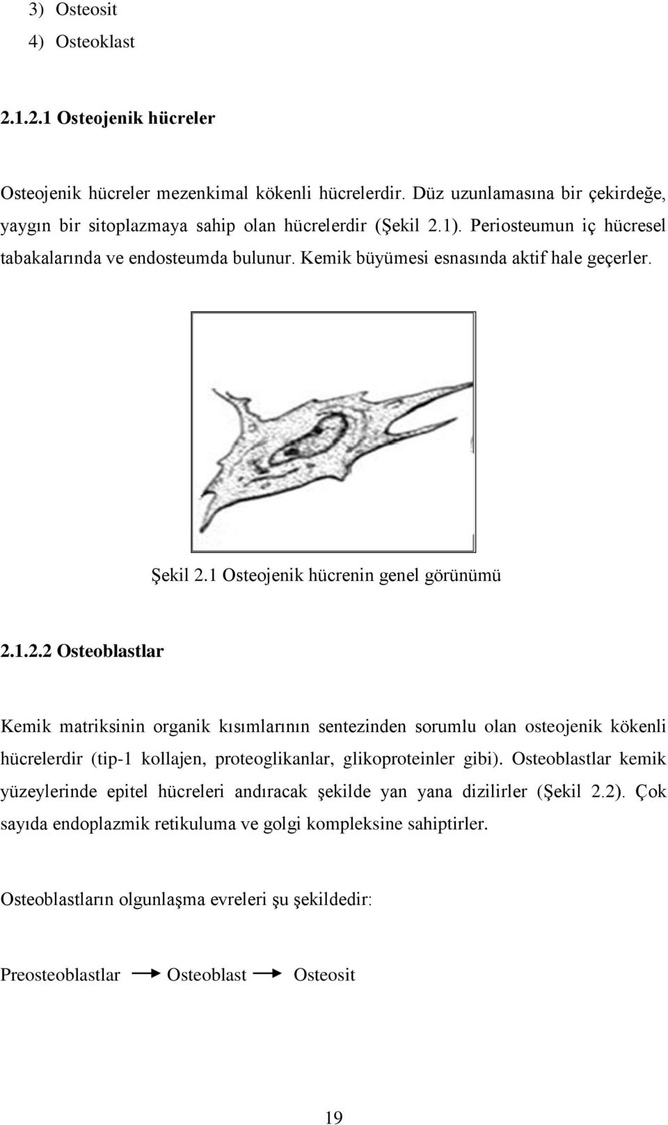 1 Osteojenik hücrenin genel görünümü 2.