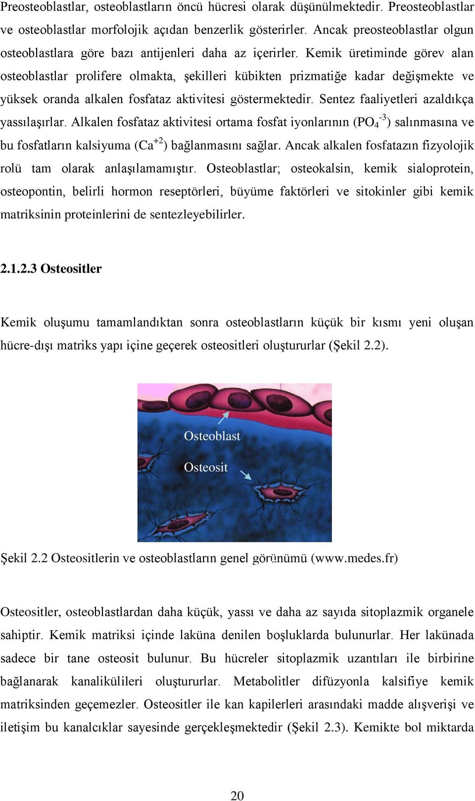 Kemik üretiminde görev alan osteoblastlar prolifere olmakta, şekilleri kübikten prizmatiğe kadar değişmekte ve yüksek oranda alkalen fosfataz aktivitesi göstermektedir.