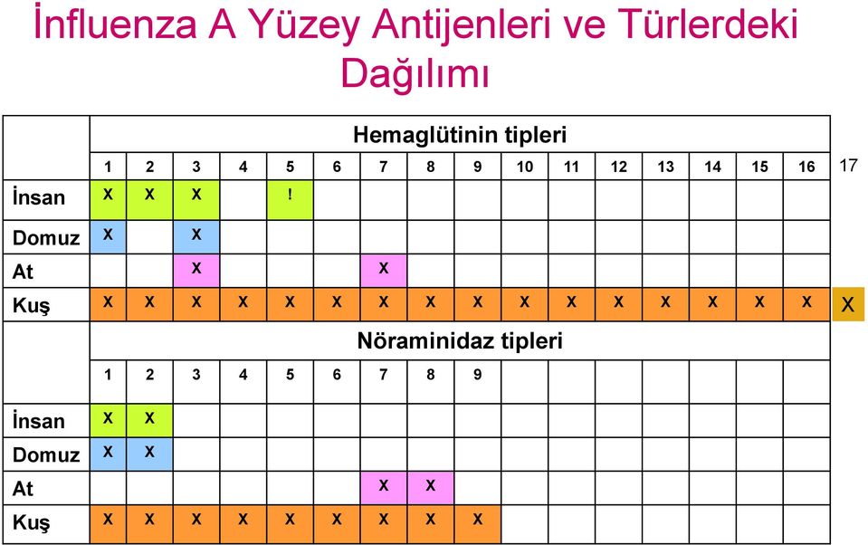 Domuz X X At X X Kuş X X X X X X X X X X X X X X X X Nöraminidaz