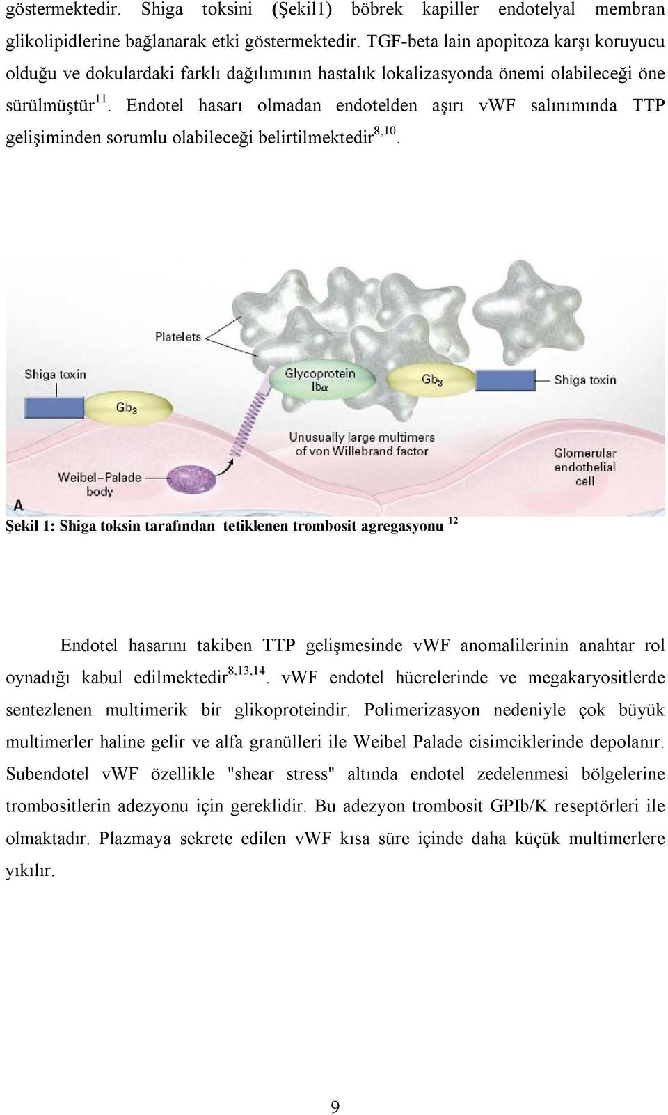Endotel hasarı olmadan endotelden aşırı vwf salınımında TTP gelişiminden sorumlu olabileceği belirtilmektedir 8,10.