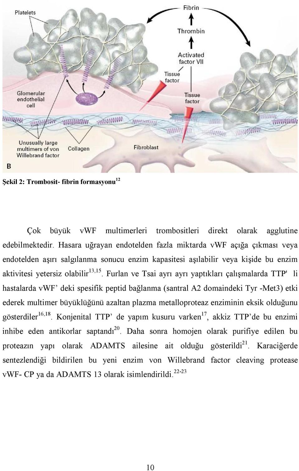 Furlan ve Tsai ayrı ayrı yaptıkları çalışmalarda TTP' li hastalarda vwf deki spesifik peptid bağlanma (santral A2 domaindeki Tyr -Met3) etki ederek multimer büyüklüğünü azaltan plazma metalloproteaz