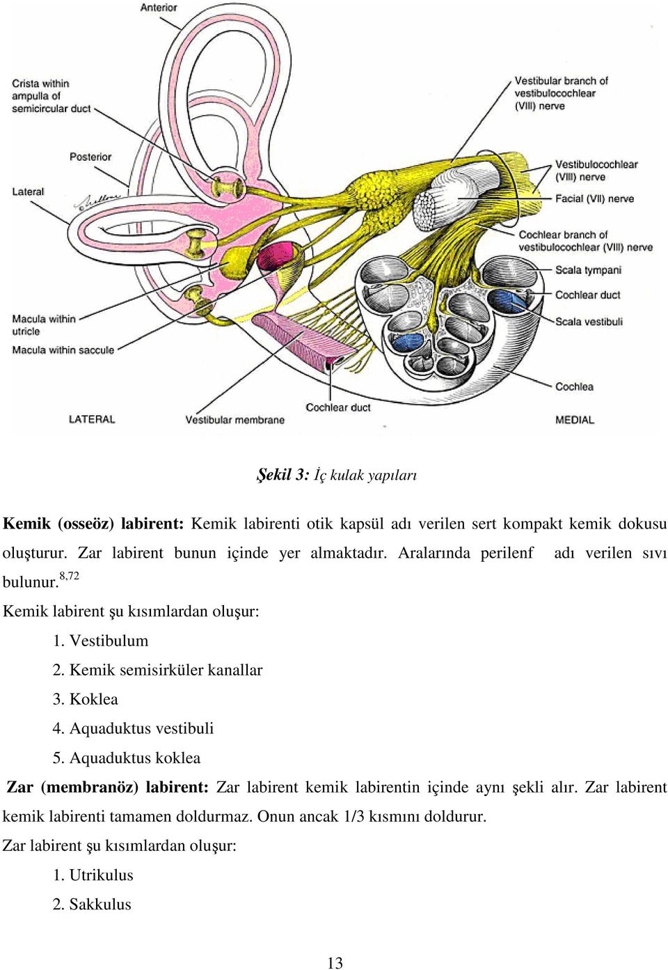 Vestibulum 2. Kemik semisirküler kanallar 3. Koklea 4. Aquaduktus vestibuli 5.