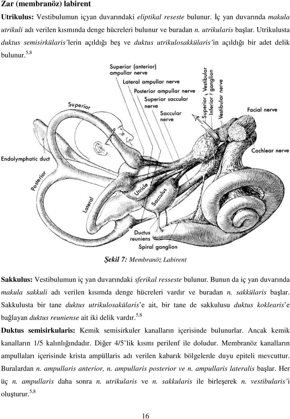 5,8 Şekil 7: Membranöz Labirent Sakkulus: Vestibulumun iç yan duvarındaki sferikal resseste bulunur. Bunun da iç yan duvarında makula sakkuli adı verilen kısımda denge hücreleri vardır ve buradan n.