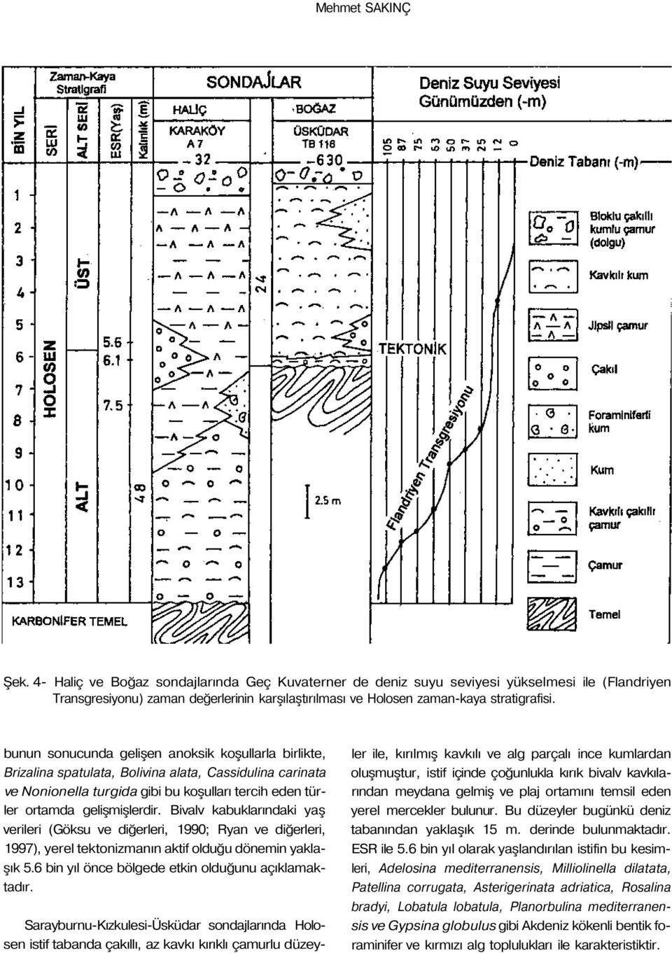 bunun sonucunda gelişen anoksik koşullarla birlikte, Brizalina spatulata, Bolivina alata, Cassidulina carinata ve Nonionella turgida gibi bu koşulları tercih eden türler ortamda gelişmişlerdir.