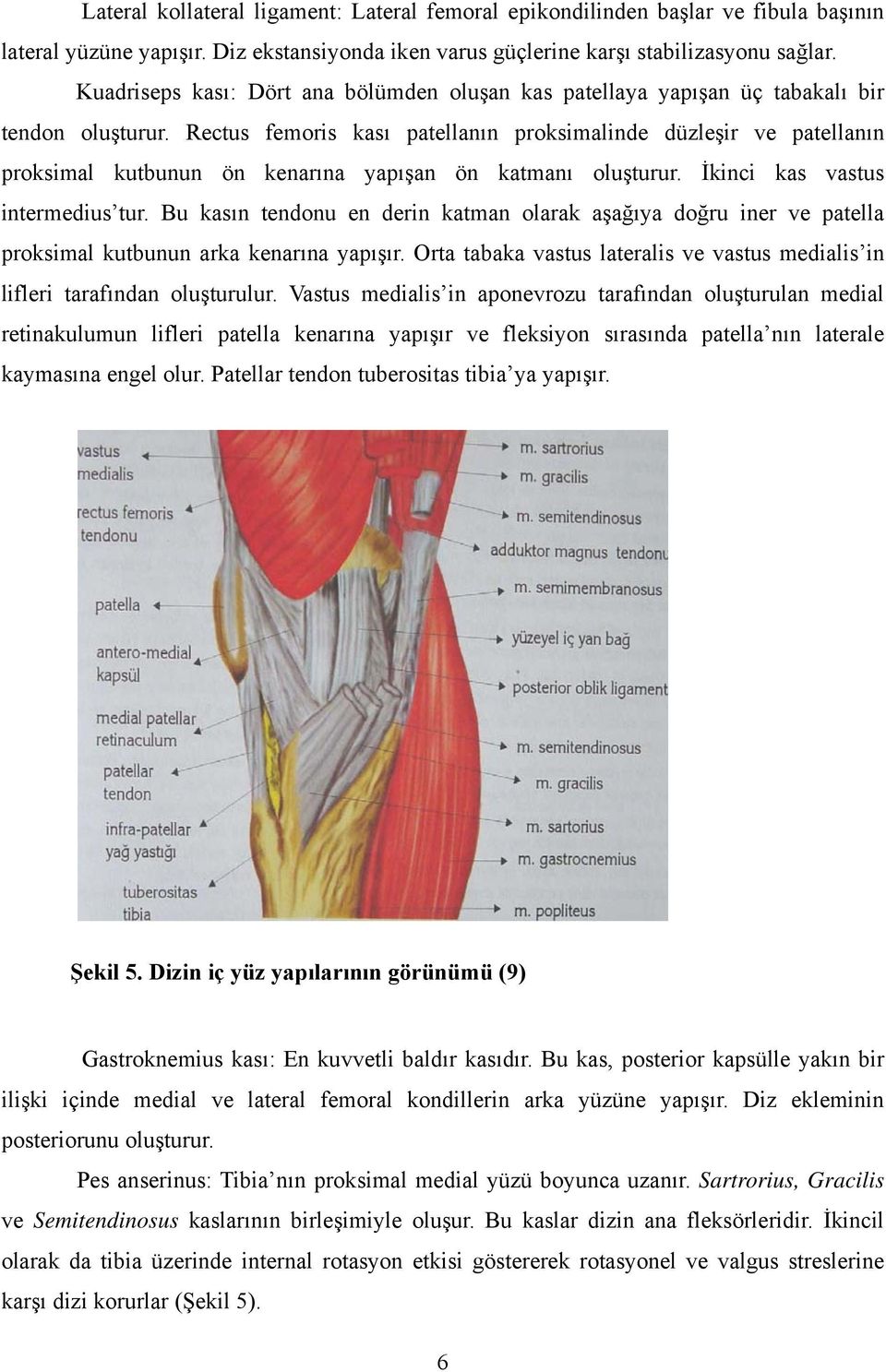 Rectus femoris kası patellanın proksimalinde düzleşir ve patellanın proksimal kutbunun ön kenarına yapışan ön katmanı oluşturur. İkinci kas vastus intermedius tur.