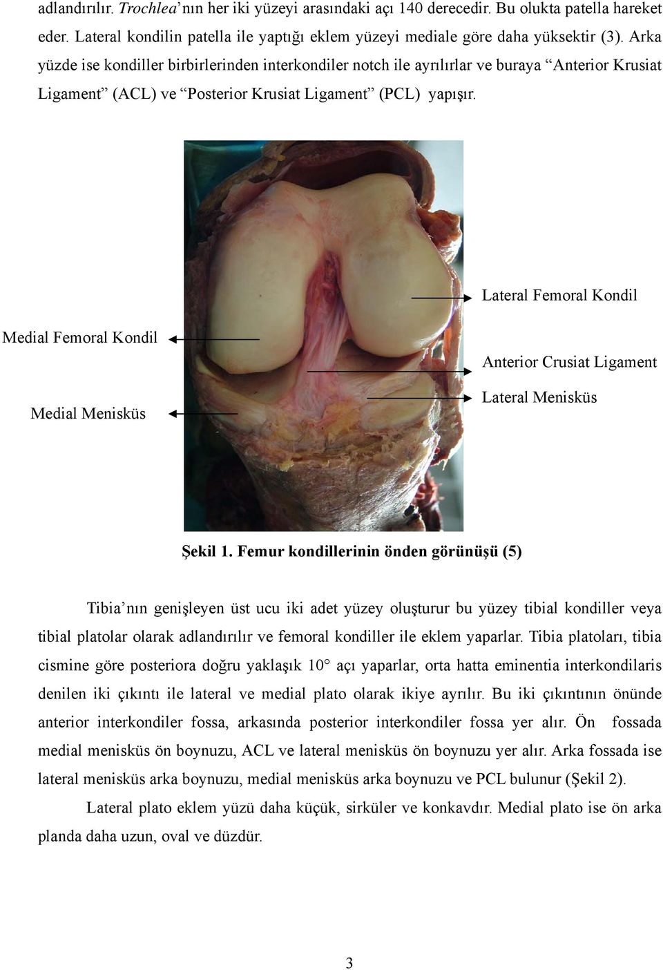 Lateral Femoral Kondil Medial Femoral Kondil Medial Menisküs Anterior Crusiat Ligament Lateral Menisküs Şekil 1.