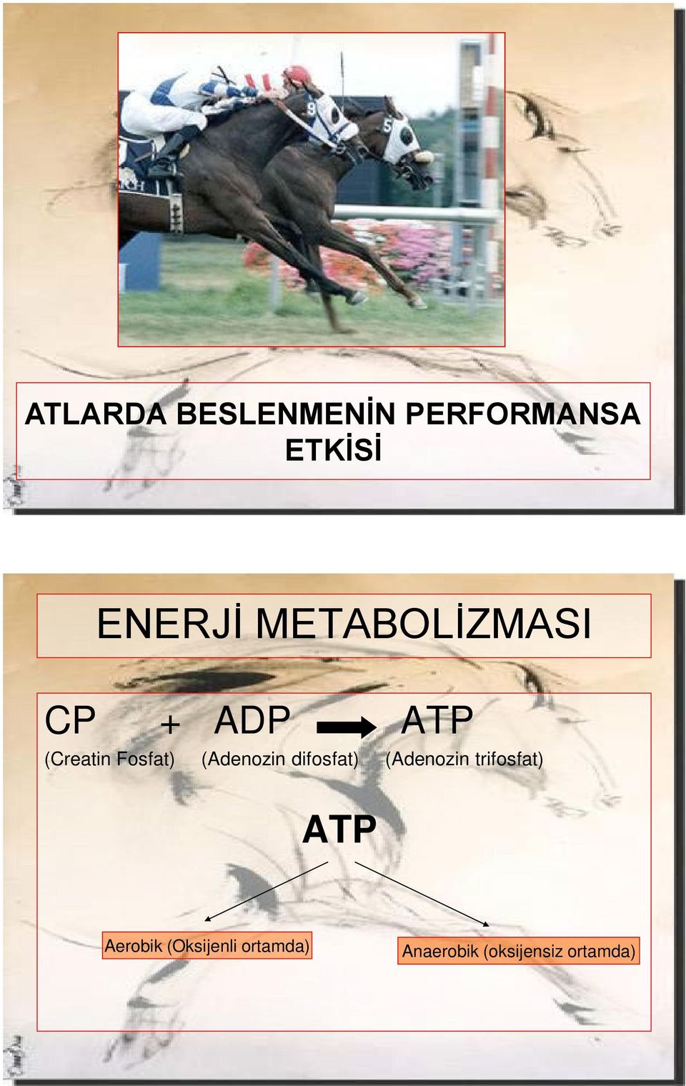 (Adenozin difosfat) (Adenozin trifosfat) ATP