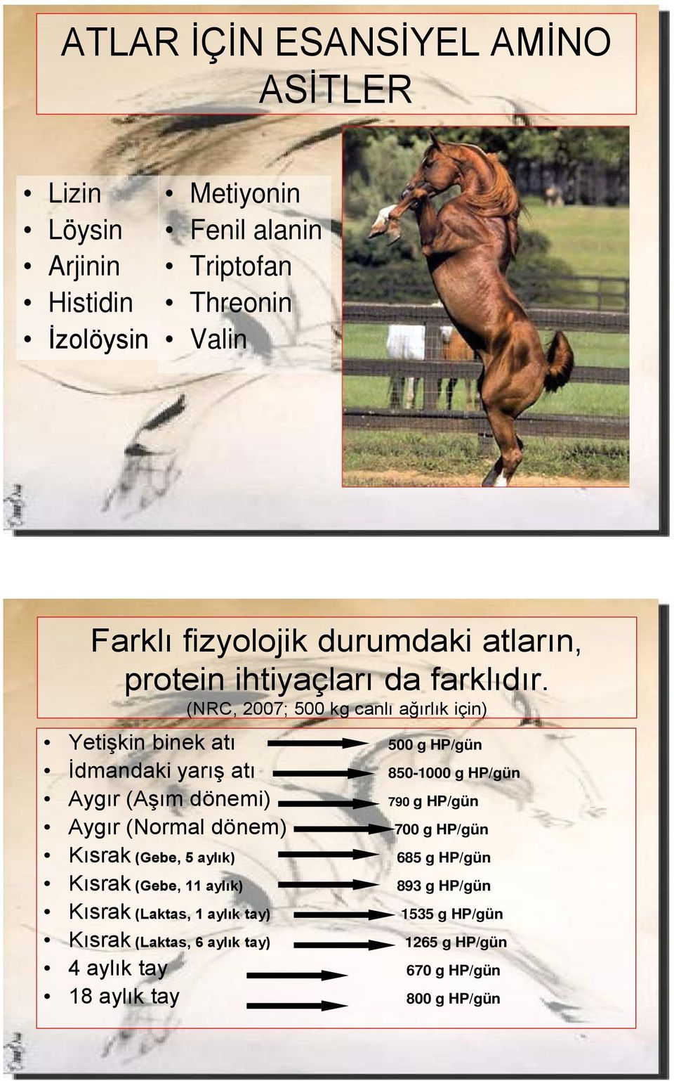 (NRC, 2007; 500 kg canlı ağırlık için) Yetişkin binek atı 500 g HP/gün İdmandaki yarış atı 850-1000 g HP/gün Aygır (Aşım dönemi) 790 g HP/gün