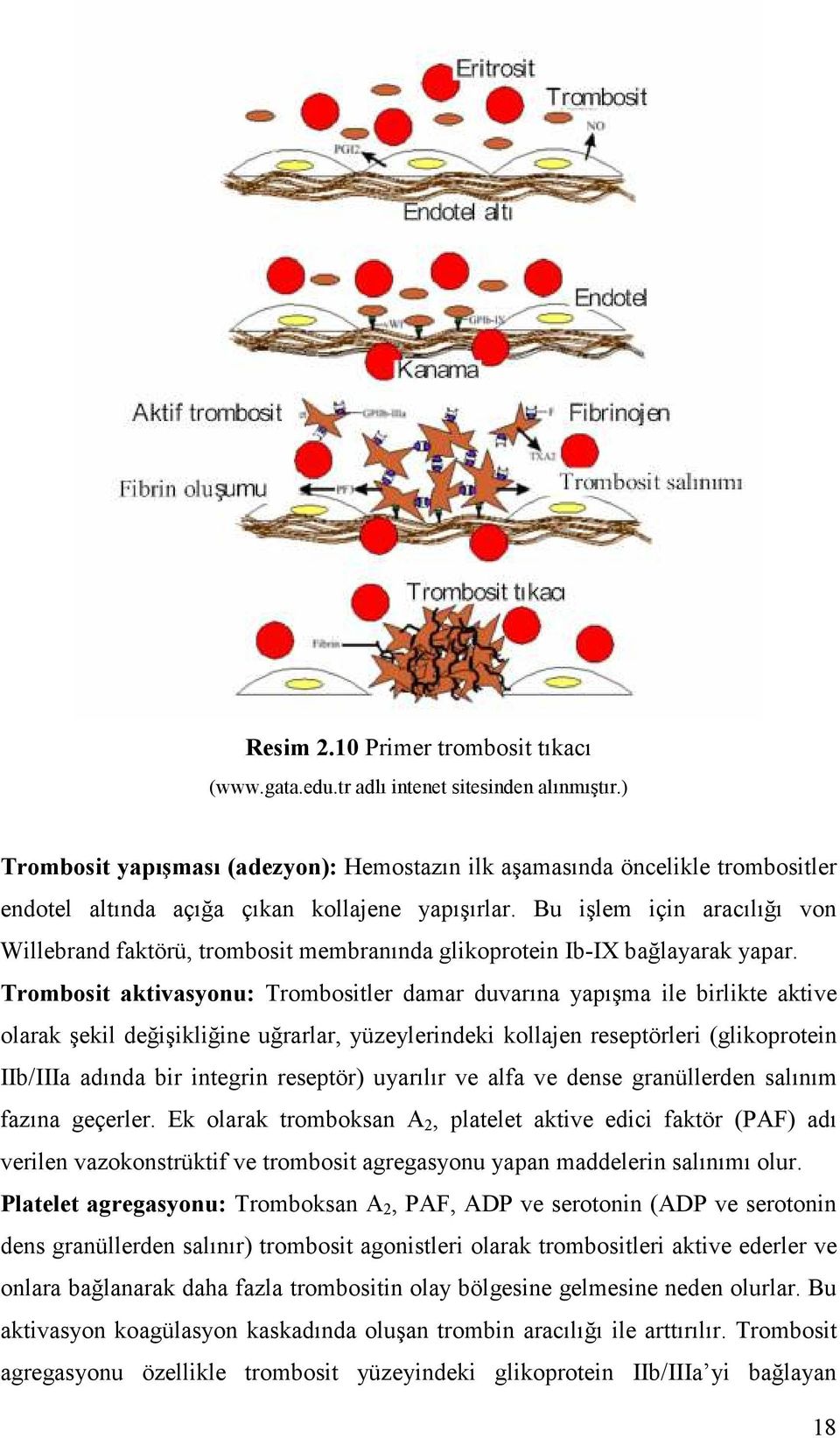 Bu işlem için aracılığı von Willebrand faktörü, trombosit membranında glikoprotein Ib-IX bağlayarak yapar.