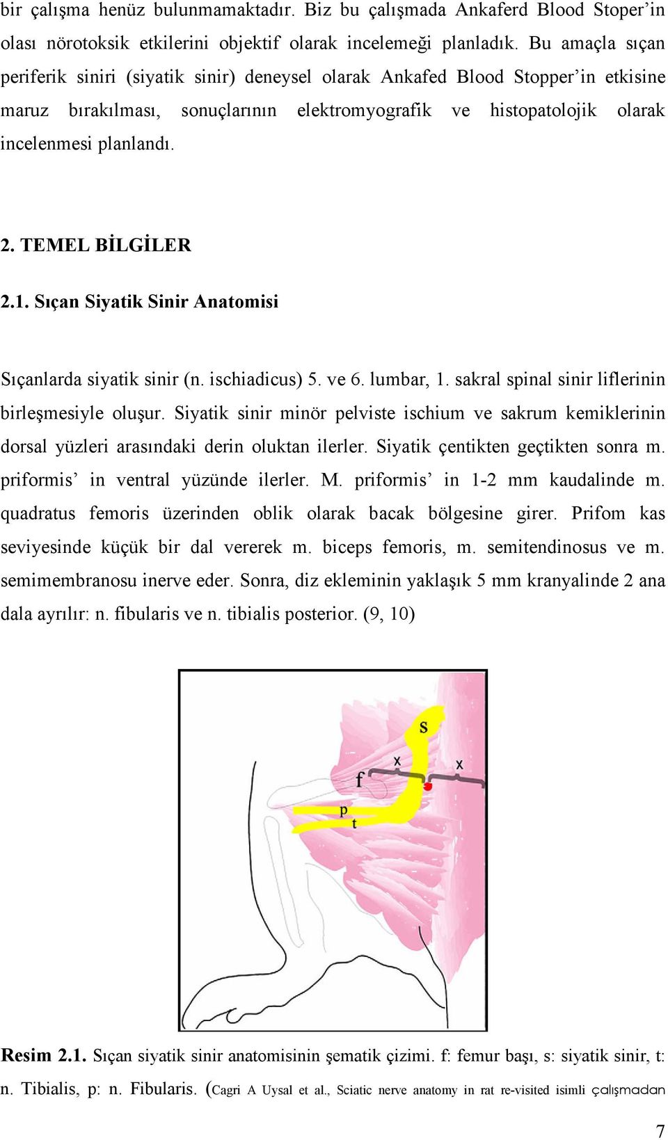 TEMEL BĐLGĐLER 2.1. Sıçan Siyatik Sinir Anatomisi Sıçanlarda siyatik sinir (n. ischiadicus) 5. ve 6. lumbar, 1. sakral spinal sinir liflerinin birleşmesiyle oluşur.