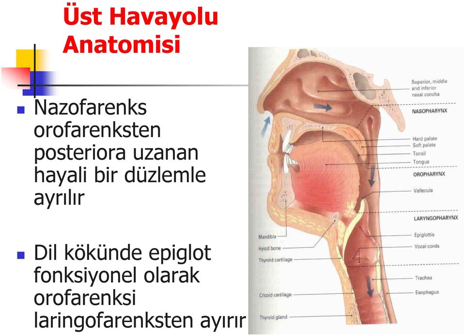 düzlemle ayrılır Dil kökünde epiglot