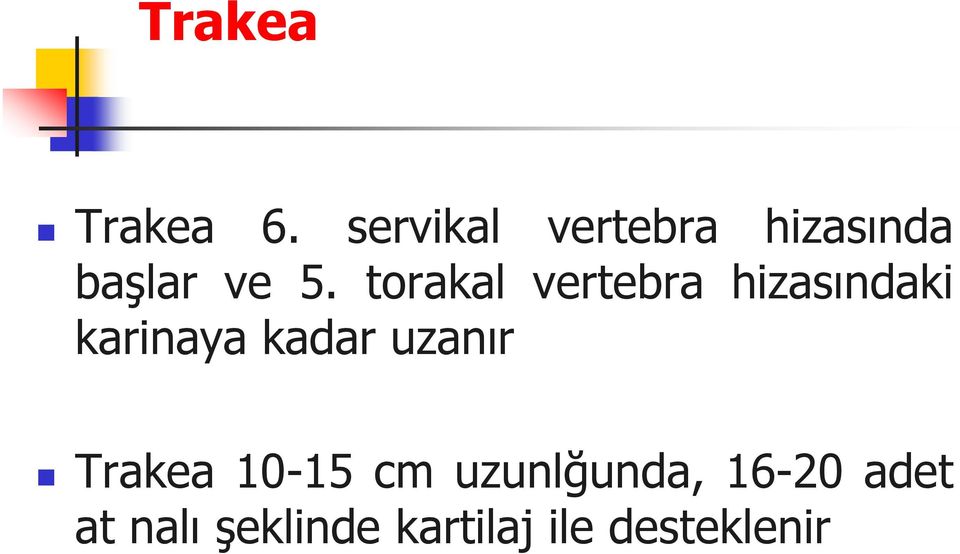 torakal vertebra hizasındaki karinaya kadar