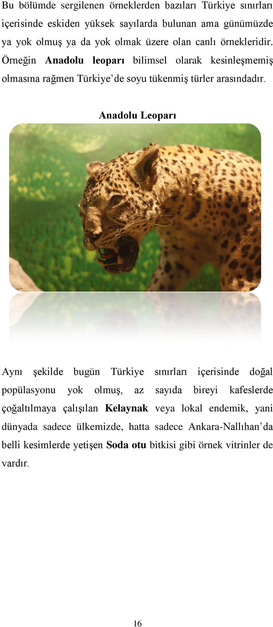 Anadolu Leoparı Aynı şekilde bugün Türkiye sınırları içerisinde doğal popülasyonu yok olmuş, az sayıda bireyi kafeslerde çoğaltılmaya çalışılan