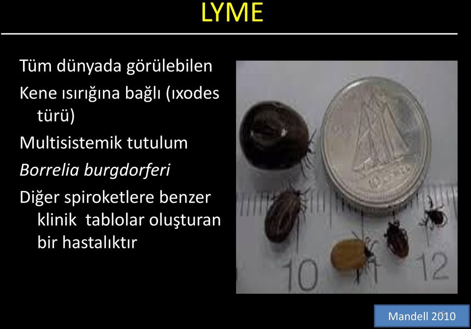 Borrelia burgdorferi Diğer spiroketlere benzer