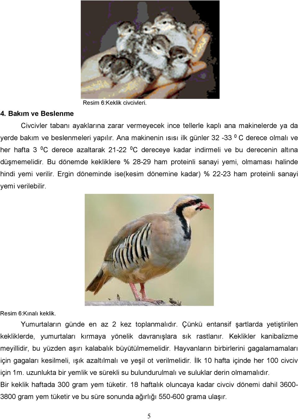 Bu dönemde kekliklere % 28-29 ham proteinli sanayi yemi, olmaması halinde hindi yemi verilir. Ergin döneminde ise(kesim dönemine kadar) % 22-23 ham proteinli sanayi yemi verilebilir.