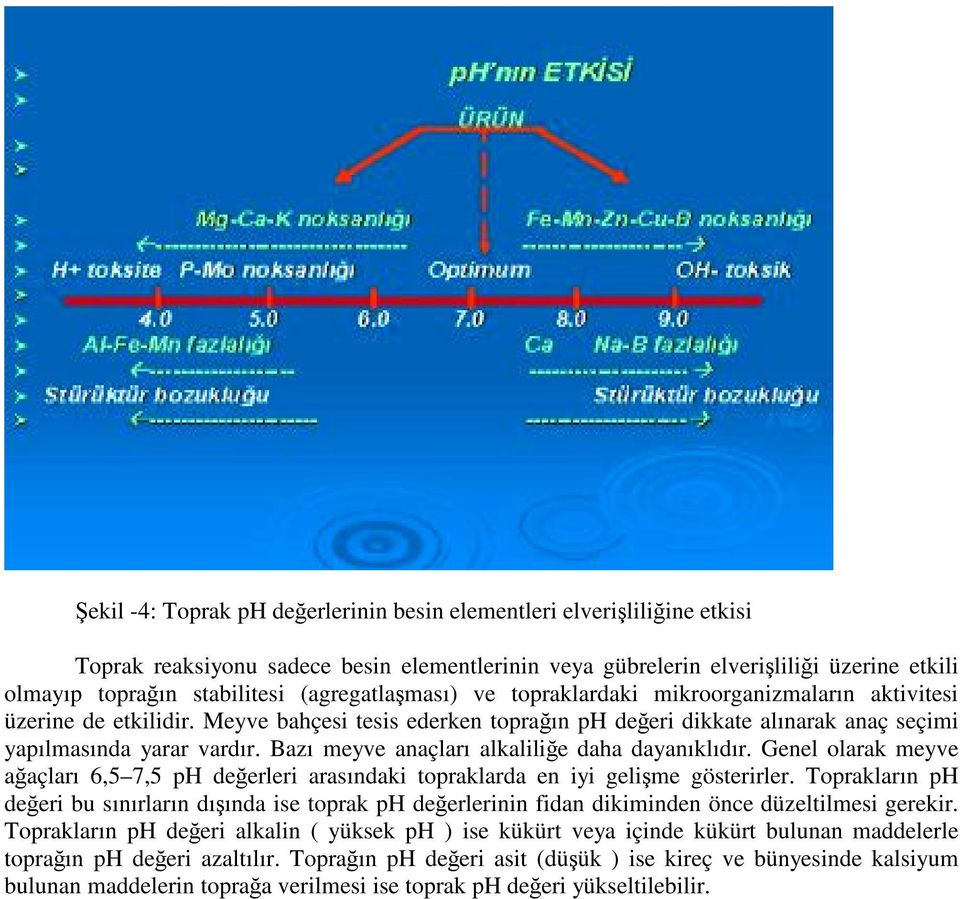 Bazı meyve anaçları alkalilie daha dayanıklıdır. Genel olarak meyve aaçları 6,5 7,5 ph deerleri arasındaki topraklarda en iyi gelime gösterirler.