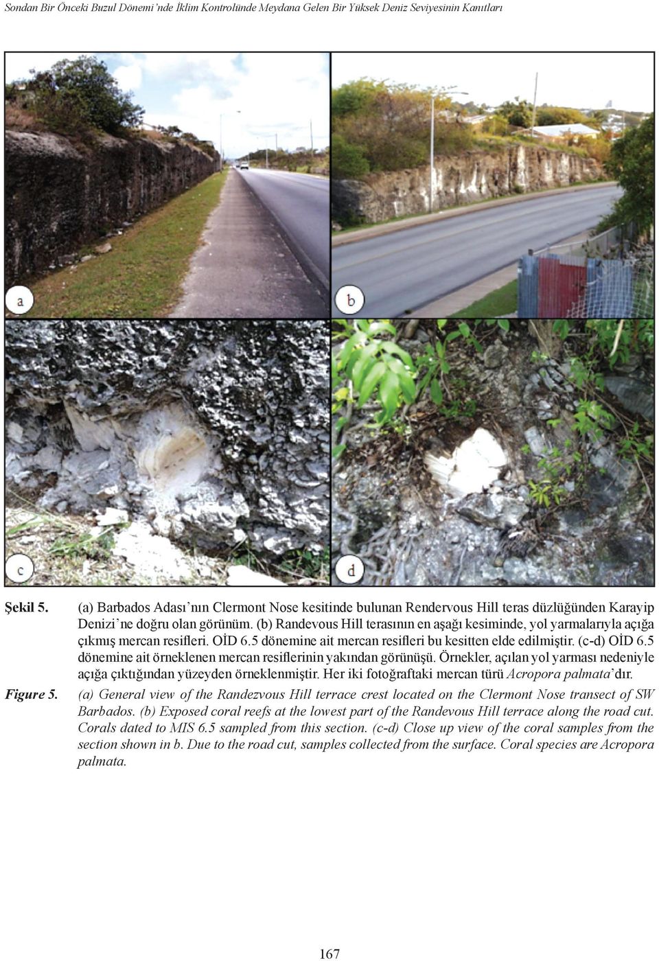 (b) Randevous Hill terasının en aşağı kesiminde, yol yarmalarıyla açığa çıkmış mercan resifleri. OİD 6.5 dönemine ait mercan resifleri bu kesitten elde edilmiştir. (c-d) OİD 6.