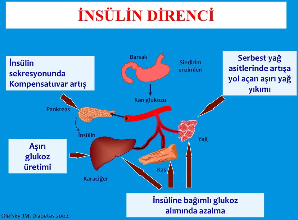 yıkımı Kan glukozu Pankreas Aşırı glukoz üretimi İnsülin Karaciğer