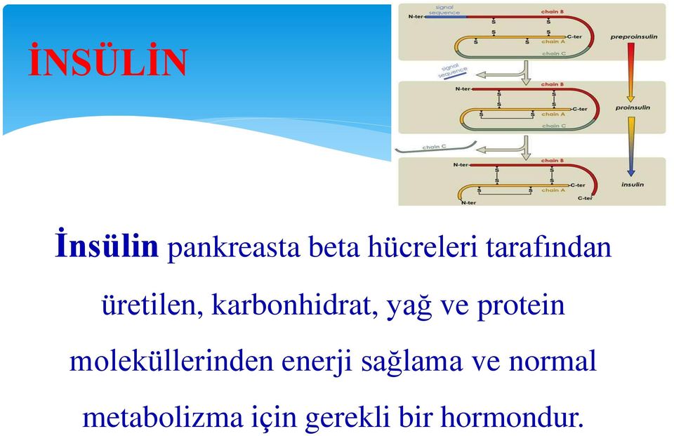 protein moleküllerinden enerji sag lama ve